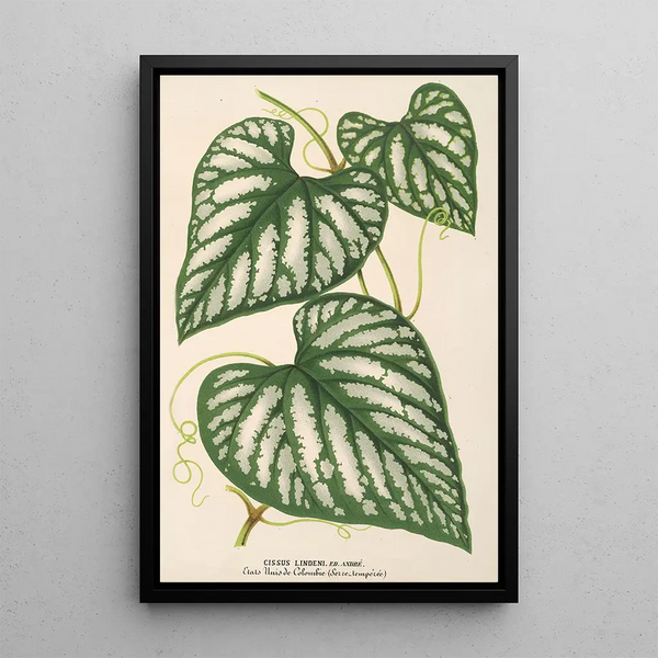 Cissus Lindeni - Charles Antoine Lemaire — framed artwork on a wall