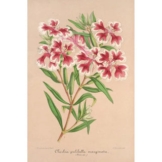 Charles Antoine Lemaire - Clarkia pulchella var marginata.webp