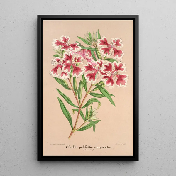 Clarkia pulchella var. marginata - Charles Antoine Lemaire — framed artwork on a wall