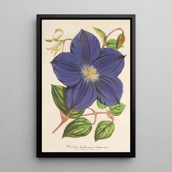 Clematis Jackmani - Charles Antoine Lemaire — framed artwork on a wall