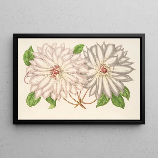 Clematis patens - Charles Antoine Lemaire — framed artwork on a wall
