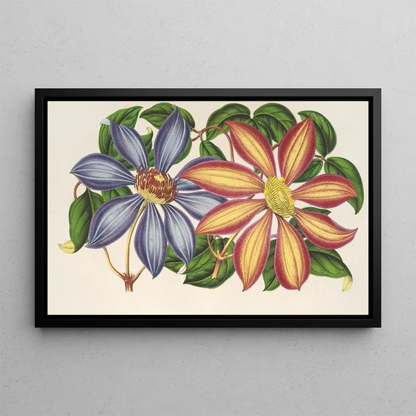 Clematis patens var. atropurpurea et violacea - Charles Antoine Lemaire — framed artwork on a wall