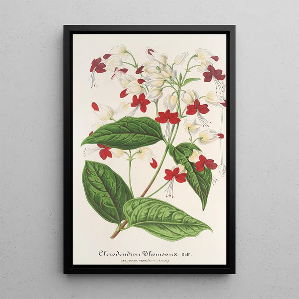 Clerodendrum Thomson - Charles Antoine Lemaire — framed artwork on a wall