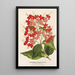 Reproduction of the painting Clerodendrum speciosum hybridum - Charles Antoine Lemaire