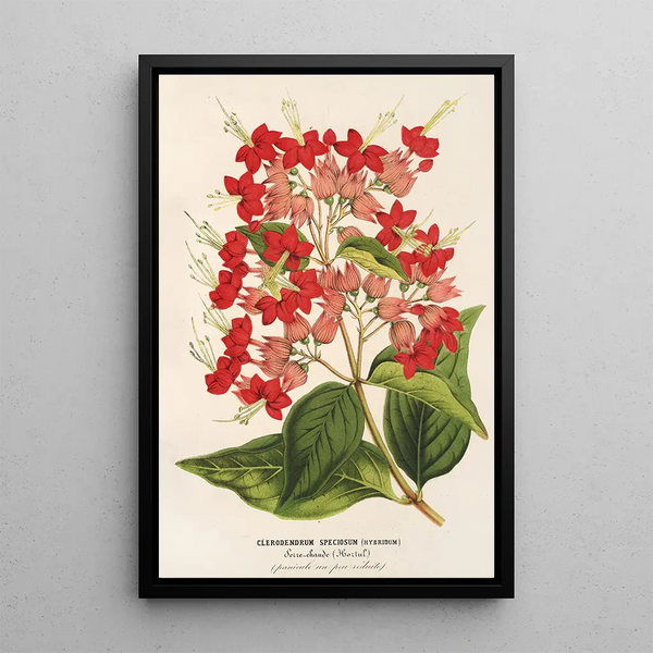 Reproduction of the painting Clerodendrum speciosum hybridum - Charles Antoine Lemaire