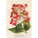 Reproduction of the painting Clerodendrum speciosum hybridum - Charles Antoine Lemaire