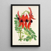 Reproduction of the painting Clianthus Dampieri - Charles Antoine Lemaire