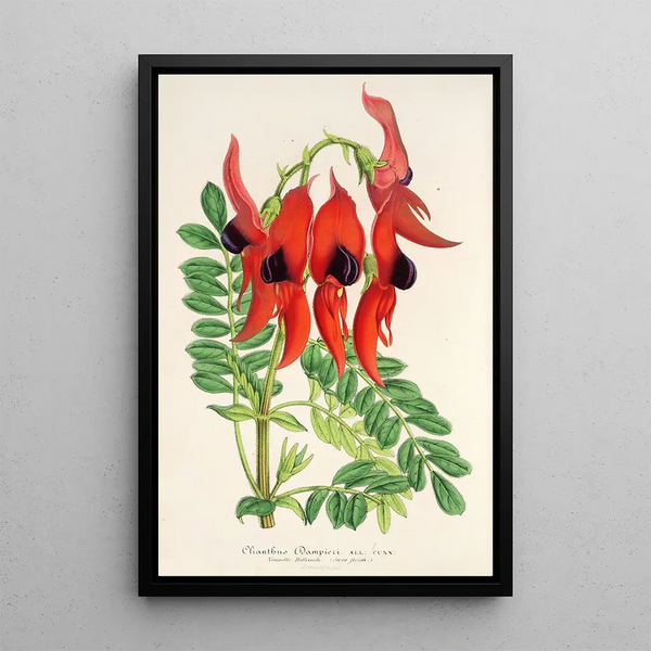 Reproduction of the painting Clianthus Dampieri - Charles Antoine Lemaire