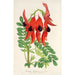 Reproduction of the painting Clianthus Dampieri - Charles Antoine Lemaire