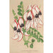 Clianthus Dampieri with white flowers and red border - Charles Antoine Lemaire — artwork view