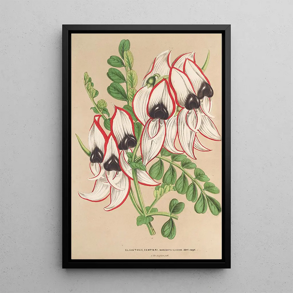 Clianthus Dampieri with white flowers and red border - Charles Antoine Lemaire — framed artwork on a wall