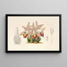 Clogyne lagenaria - Charles Antoine Lemaire — framed artwork on a wall