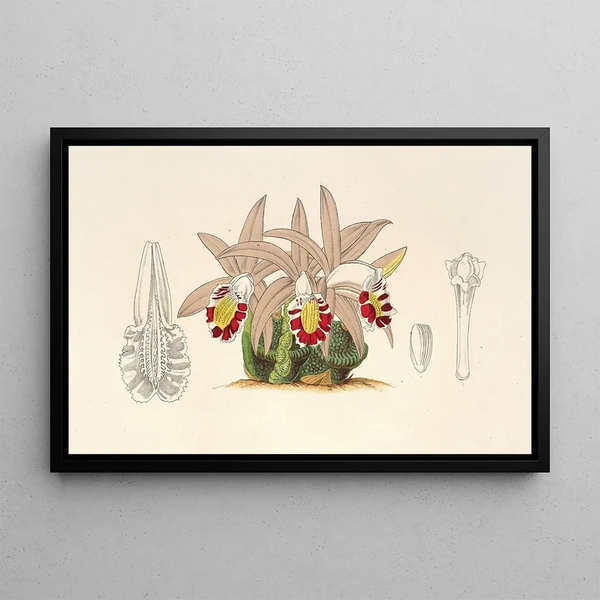 Clogyne lagenaria - Charles Antoine Lemaire — framed artwork on a wall