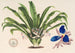 Cochliostema Jacobianum - Charles Antoine Lemaire — artwork view