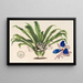 Cochliostema Jacobianum - Charles Antoine Lemaire — framed artwork on a wall