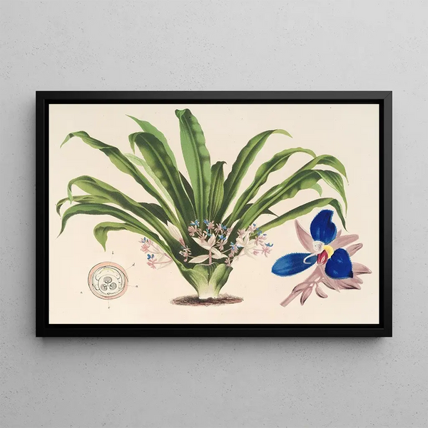 Cochliostema Jacobianum - Charles Antoine Lemaire — framed artwork on a wall