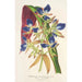 Cochliostenia odoratissimum - Charles Antoine Lemaire — artwork view