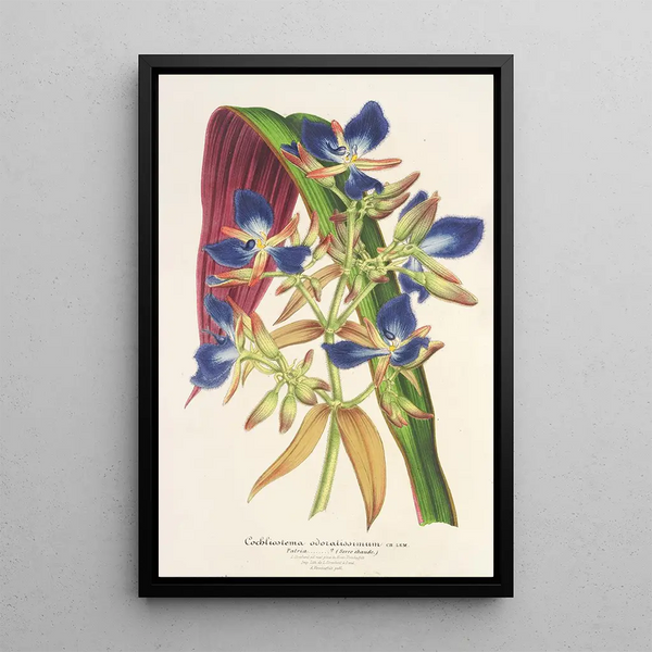 Cochliostenia odoratissimum - Charles Antoine Lemaire — framed artwork on a wall