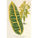Codium variegatum var maximum - Charles Antoine Lemaire — artwork view