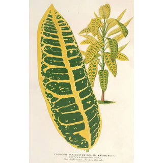 Charles Antoine Lemaire - Codium variegatum var maximum.webp