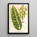 Codium variegatum var maximum - Charles Antoine Lemaire — framed artwork on a wall