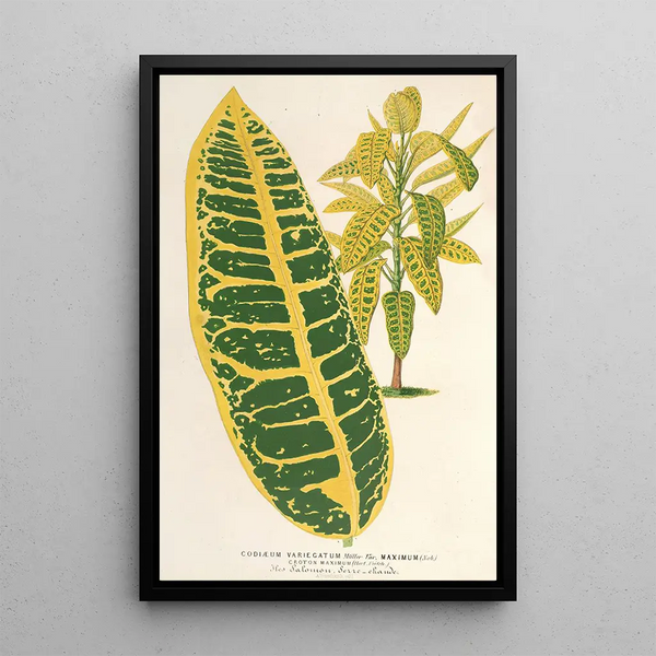 Codium variegatum var maximum - Charles Antoine Lemaire — framed artwork on a wall
