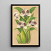 Colax jugosus - Charles Antoine Lemaire — framed artwork on a wall