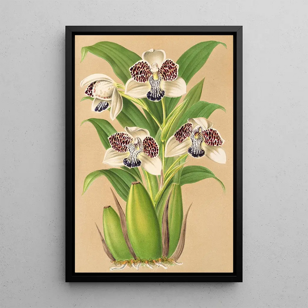 Colax jugosus - Charles Antoine Lemaire — framed artwork on a wall