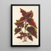 Reproduction of the painting Coleus Verschaffeltii - Charles Antoine Lemaire