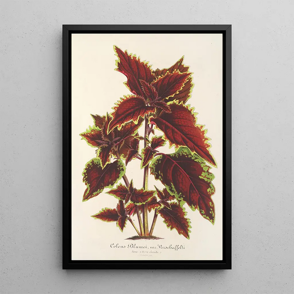 Reproduction of the painting Coleus Verschaffeltii - Charles Antoine Lemaire