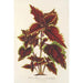 Reproduction of the painting Coleus Verschaffeltii - Charles Antoine Lemaire