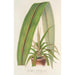 Cordyline indivisa - Charles Antoine Lemaire — artwork view