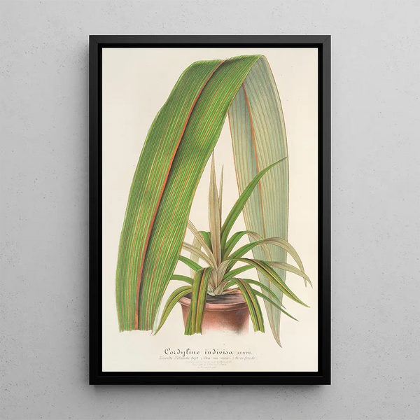 Cordyline indivisa - Charles Antoine Lemaire — framed artwork on a wall