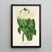 Reproduction of the painting Costus Verschaffeltianus - Charles Antoine Lemaire