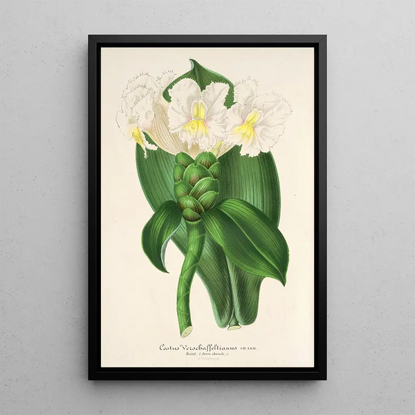 Reproduction of the painting Costus Verschaffeltianus - Charles Antoine Lemaire