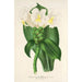 Reproduction of the painting Costus Verschaffeltianus - Charles Antoine Lemaire
