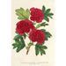 Cratægus oxyacantha var fleurs écarlates pleines - Charles Antoine Lemaire — artwork view