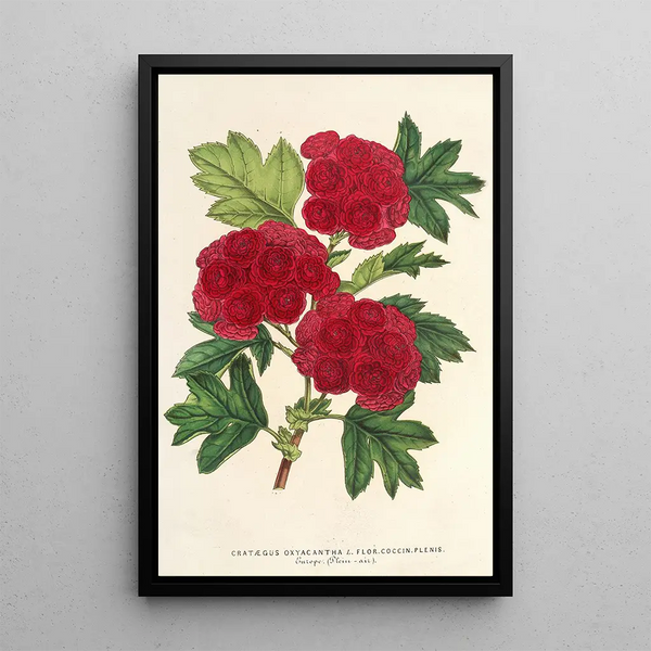 Cratægus oxyacantha var fleurs écarlates pleines - Charles Antoine Lemaire — framed artwork on a wall