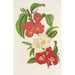 Cydonia japonica new varieties of - Charles Antoine Lemaire — artwork view