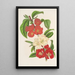 Cydonia japonica new varieties of - Charles Antoine Lemaire — framed artwork on a wall