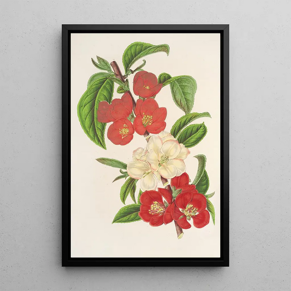 Cydonia japonica new varieties of - Charles Antoine Lemaire — framed artwork on a wall