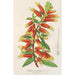 Reproduction of the painting Cypha Cuphea jorullensis - Charles Antoine Lemaire