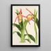 Reproduction of the painting Cypripedium Roezli - Charles Antoine Lemaire