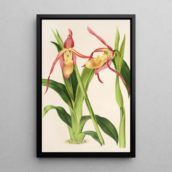 Reproduction of the painting Cypripedium Roezli - Charles Antoine Lemaire
