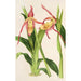 Reproduction of the painting Cypripedium Roezli - Charles Antoine Lemaire