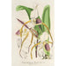 Cypripedium Stonei - Charles Antoine Lemaire — artwork view