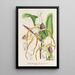 Cypripedium Stonei - Charles Antoine Lemaire — framed artwork on a wall