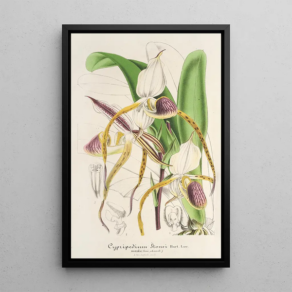 Cypripedium Stonei - Charles Antoine Lemaire — framed artwork on a wall