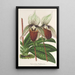 Reproduction of the painting Cypripedium Veitchianum - Charles Antoine Lemaire