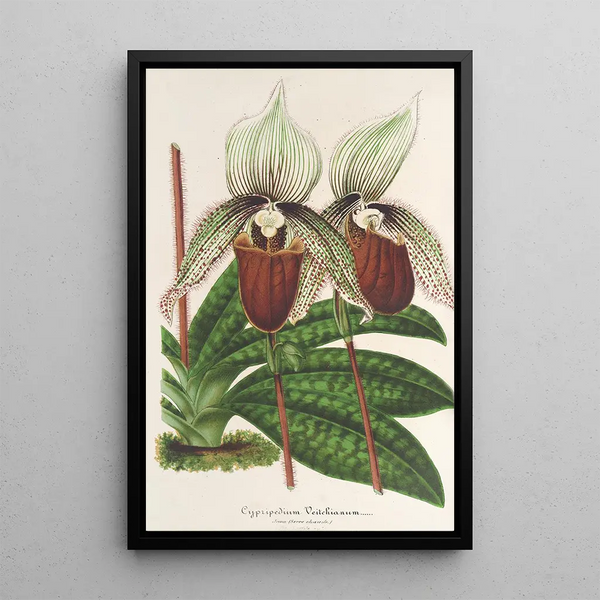 Reproduction of the painting Cypripedium Veitchianum - Charles Antoine Lemaire